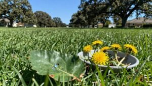 Read more about the article Can Ammonia Kill Weeds? a Quick Guide for Lawn Care