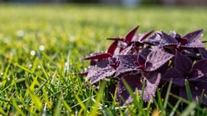 Read more about the article How to Effectively Kill Spurge Weed in Your Lawn