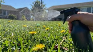 Read more about the article How to Effectively Use Weed Killer in Your Lawn