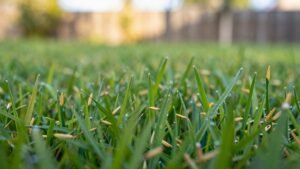 Read more about the article Do Grass Plants Produce Seeds? a Quick Lawn Gardening Guide