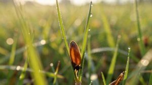Read more about the article Where Do Grass Seeds Come From? a Quick Guide to Their Origins