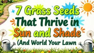 Read more about the article 7 Grass Seeds That Thrive in Sun and Shade (And Wow Your Lawn)
