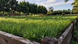 Read more about the article When to Fertilize Your Lawn: a Seasonal Guide