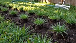 Read more about the article What to Do After Aerating Your Lawn: Essential Next Steps