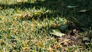 Read more about the article How to Tell if Your Lawn Needs Fertilizer