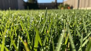 Read more about the article The Fastest‑Growing Grass Seed: Top Picks for Lush Lawns