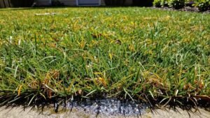 Read more about the article Can Over‑Fertilizing Your Lawn Damage It?