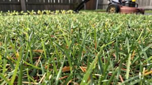 Read more about the article When to Start Mowing Your Lawn: a Seasonal Guide