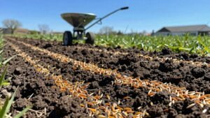 Read more about the article How to Effectively Spread Grass Seed for a Lush Lawn