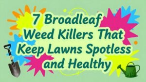 Read more about the article 7 Broadleaf Weed Killers That Keep Lawns Spotless and Healthy
