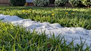Read more about the article Will Rock Salt Kill Weeds? a Quick Lawn Care Guide
